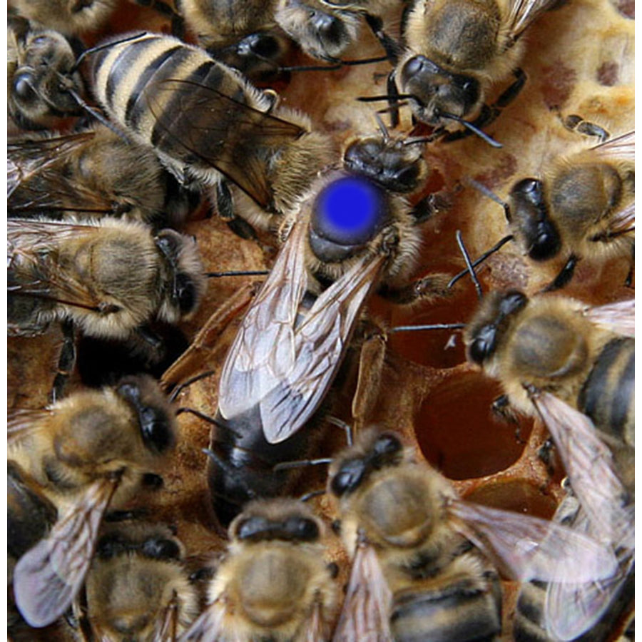 2025 Mated Queen