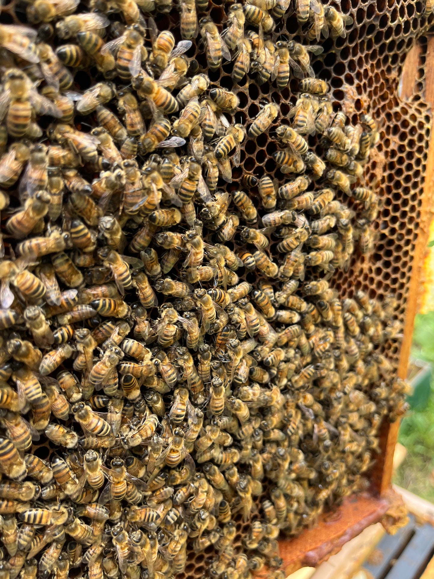 2025 Spring Nucleus Colony - Preorder