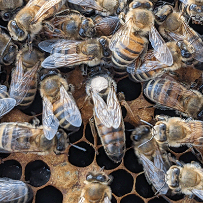 2026 Mated Queen