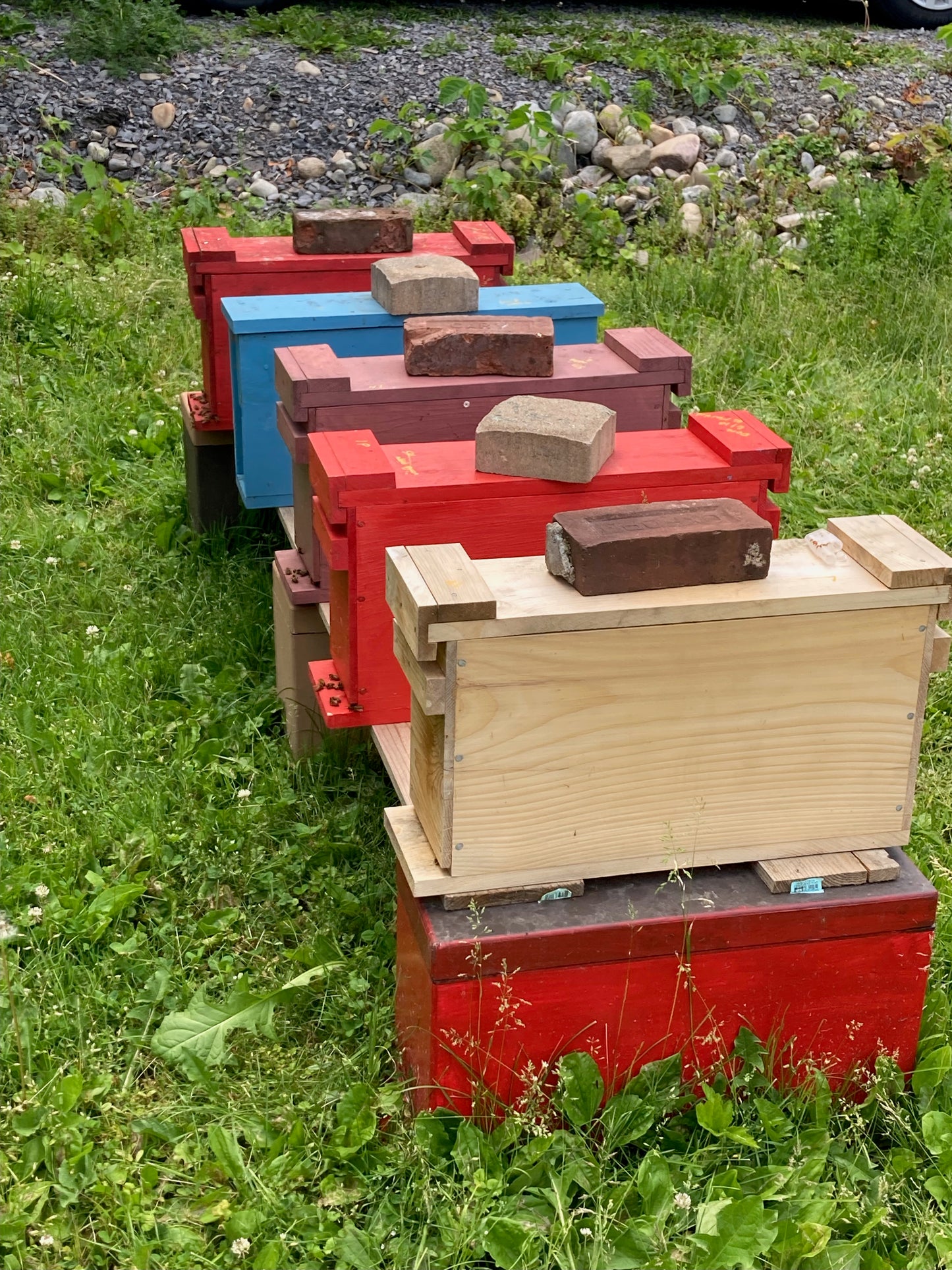 2025 Spring Nucleus Colony - Preorder