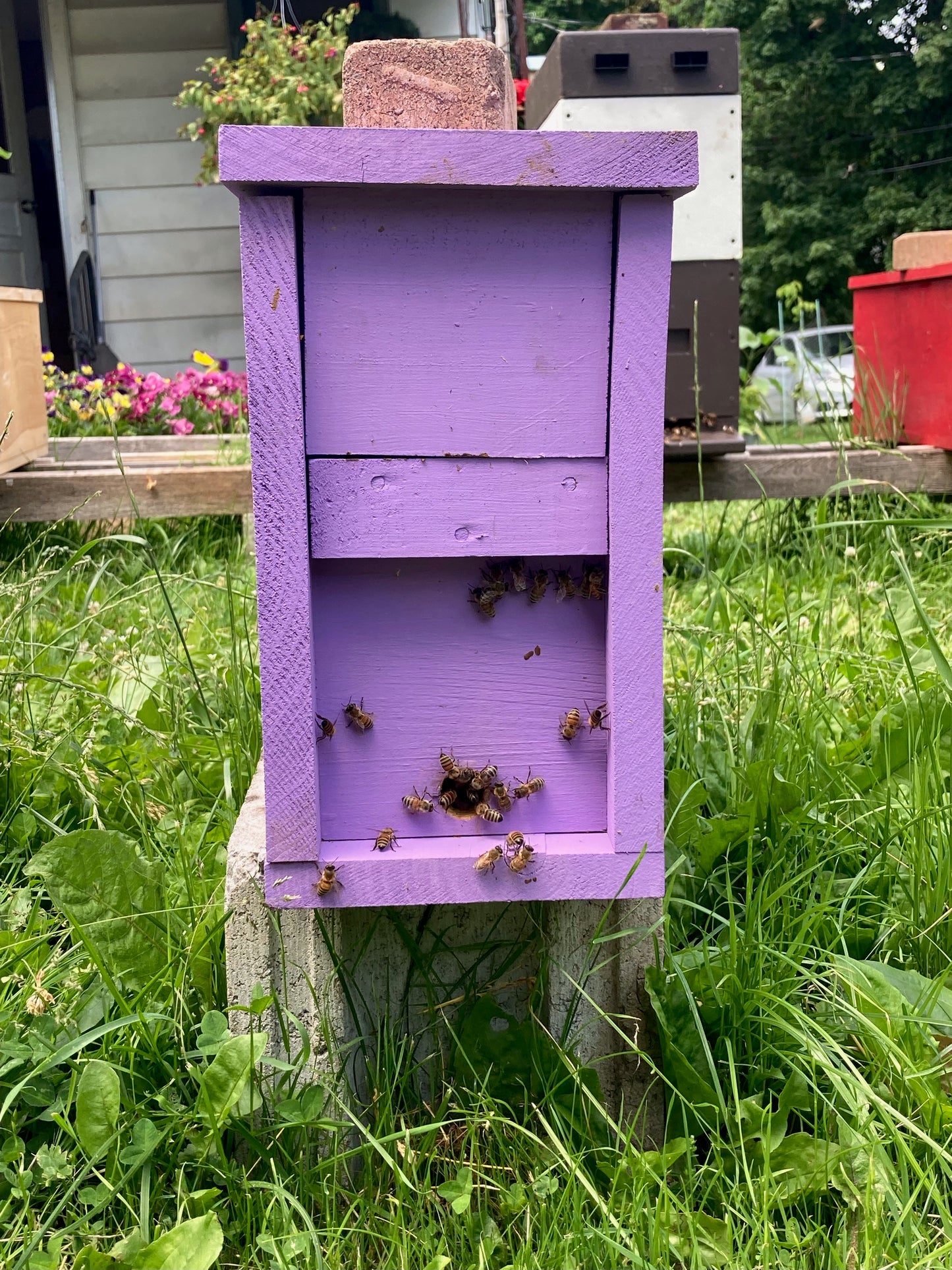 2025 Spring Nucleus Colony - Preorder