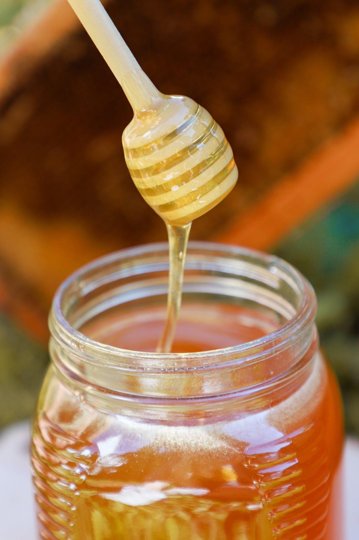 Honey - Fall Harvest (Clover & Knotweed)